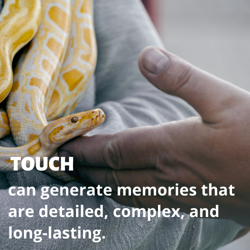 a hand holding a yellow and white snake